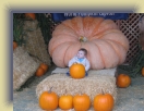 Pumpkin (21) * 1600 x 1200 * (1.13MB)